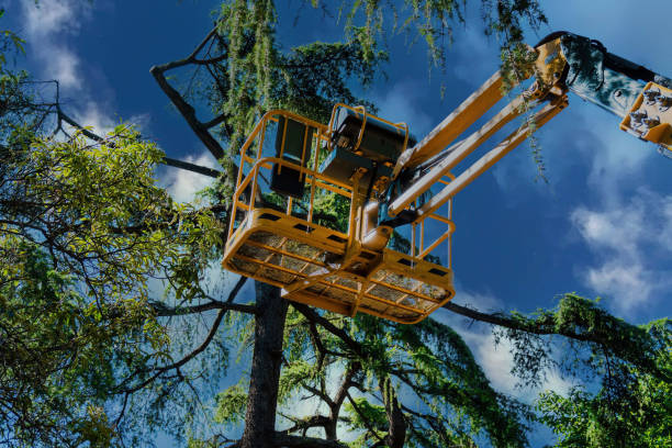 Best Tree Maintenance Programs  in Menlo Park Terrace, NJ